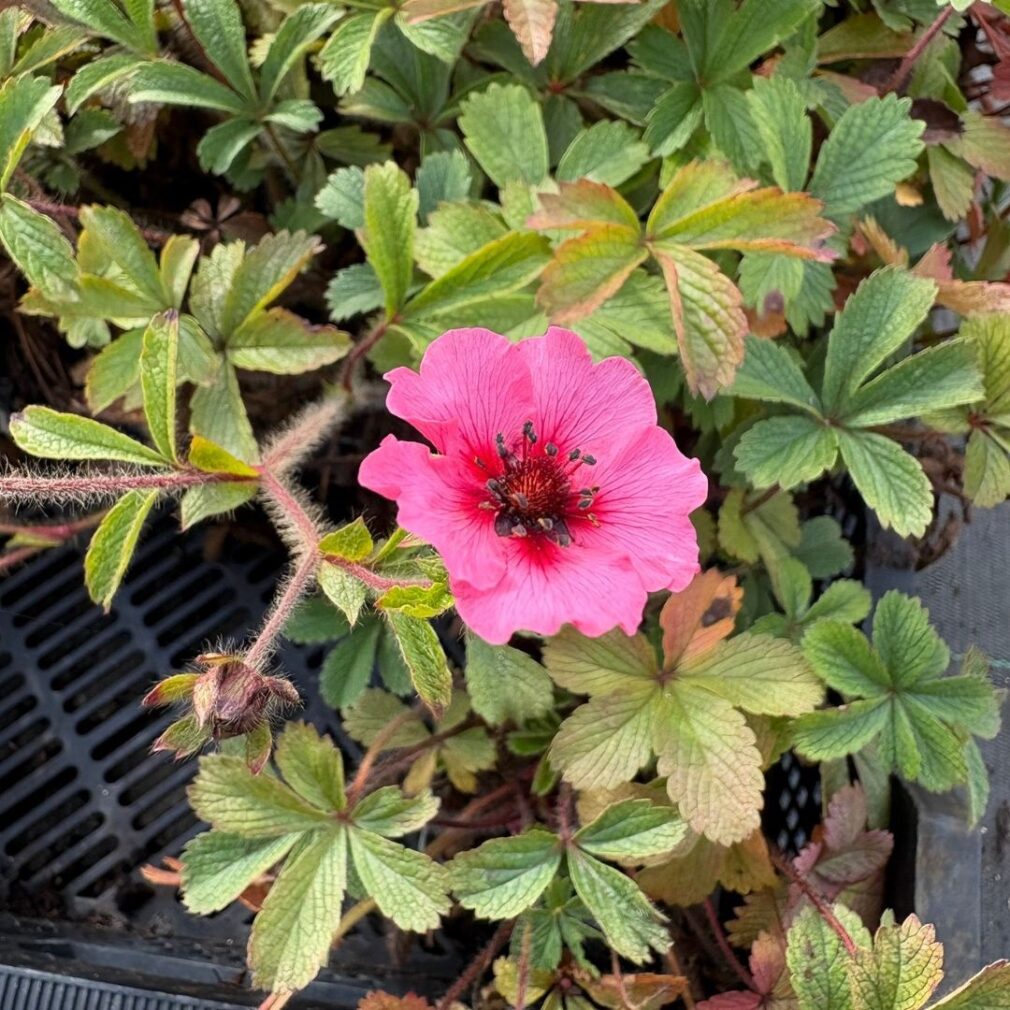 Potentilla nepalensis 'Miss Willmott' (Ganzerik)