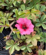 Potentilla nepalensis 'Miss Willmott' (Ganzerik)