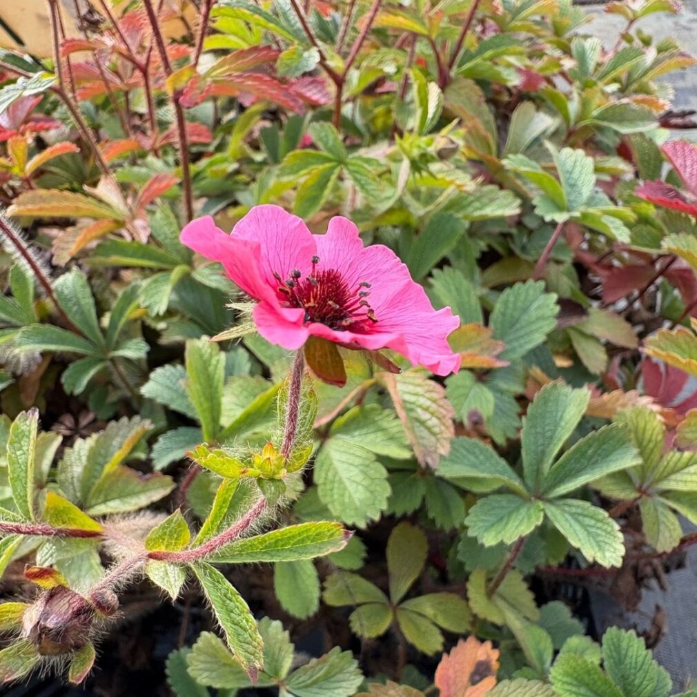 Potentilla nepalensis 'Miss Willmott' (Ganzerik)