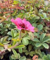 Potentilla nepalensis 'Miss Willmott' (Ganzerik)