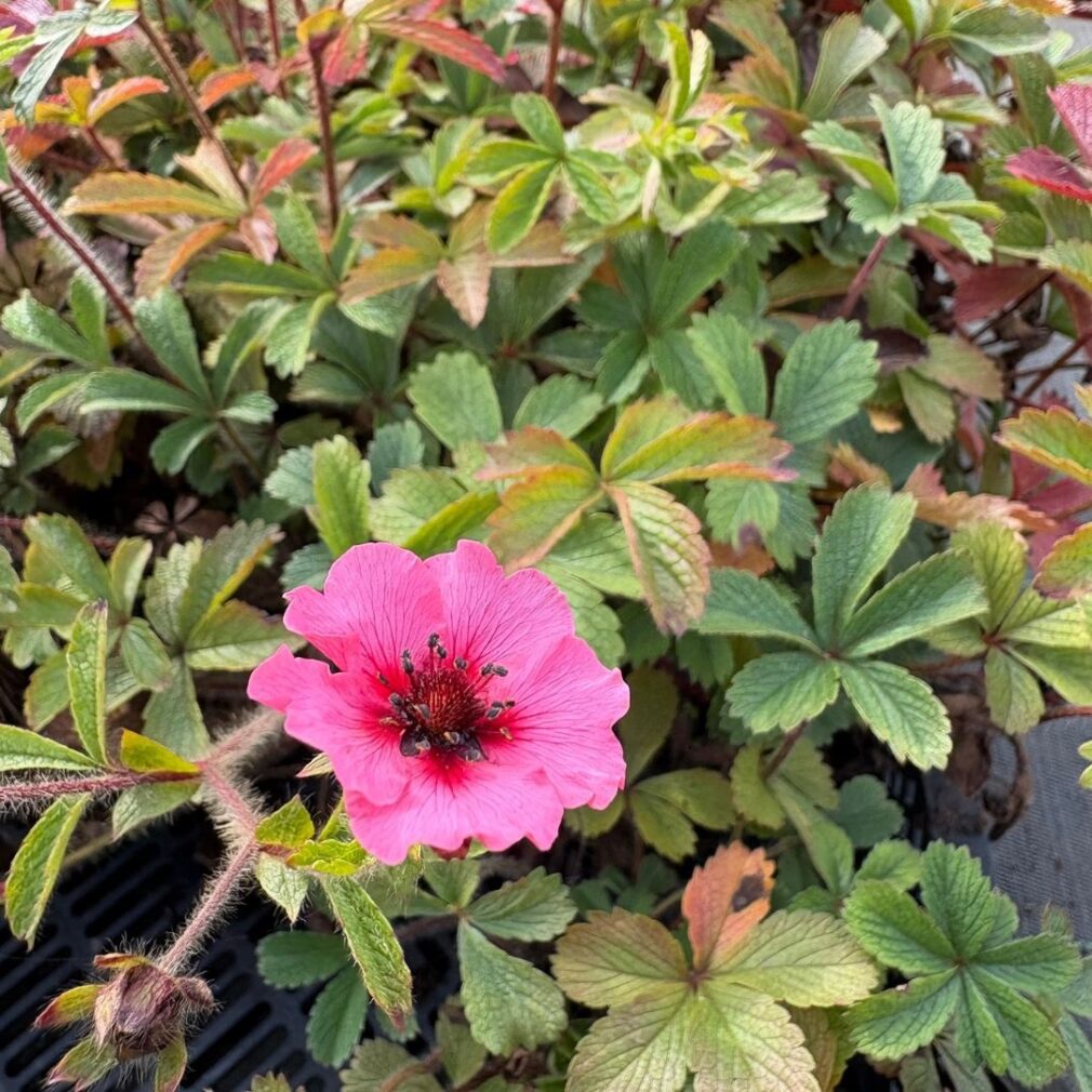 Potentilla nepalensis 'Miss Willmott' (Ganzerik)