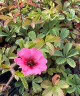 Potentilla nepalensis 'Miss Willmott' (Ganzerik)