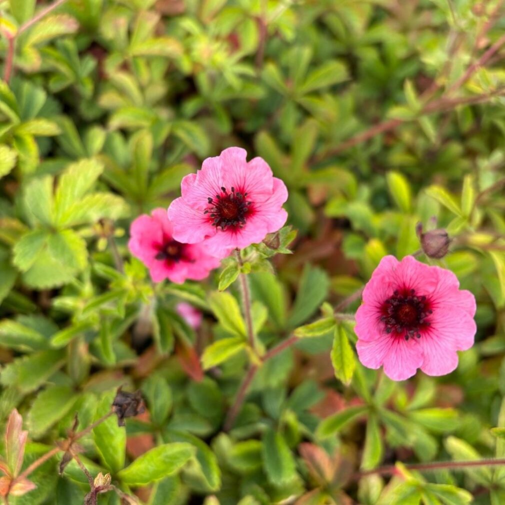 Potentilla nepalensis 'Miss Willmott' (Ganzerik)