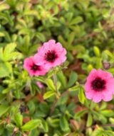 Potentilla nepalensis 'Miss Willmott' (Ganzerik)