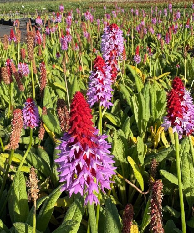 Primula vialii (Sleutelbloem)