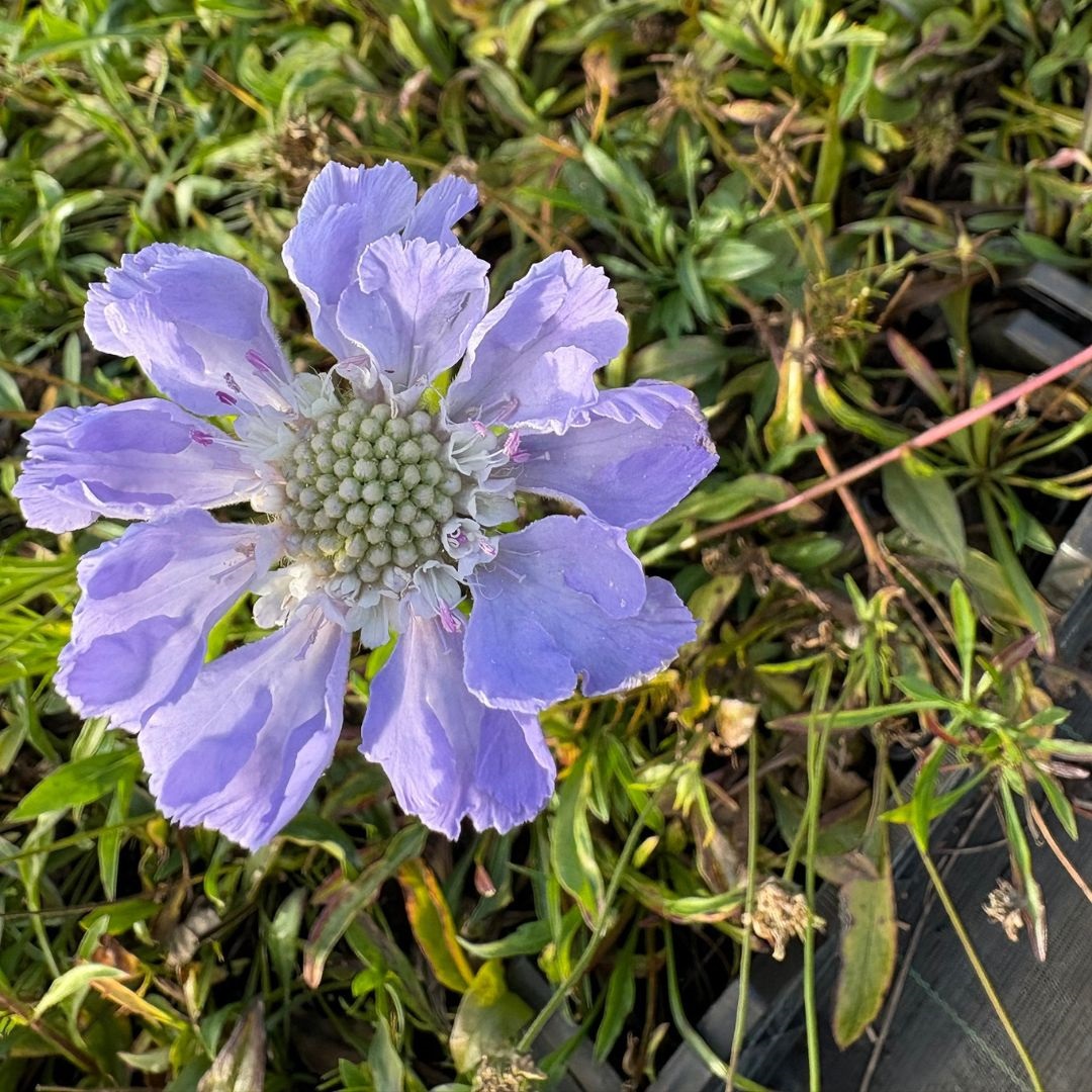 Scabiosa caucasica 'Perfecta' (Duifkruid)