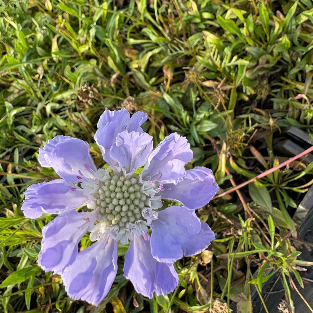 Scabiosa caucasica 'Perfecta' (Duifkruid)