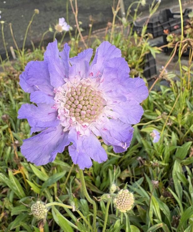 vaste-tuin-planten-scabiosa-cauc.-perfecta (119-119)