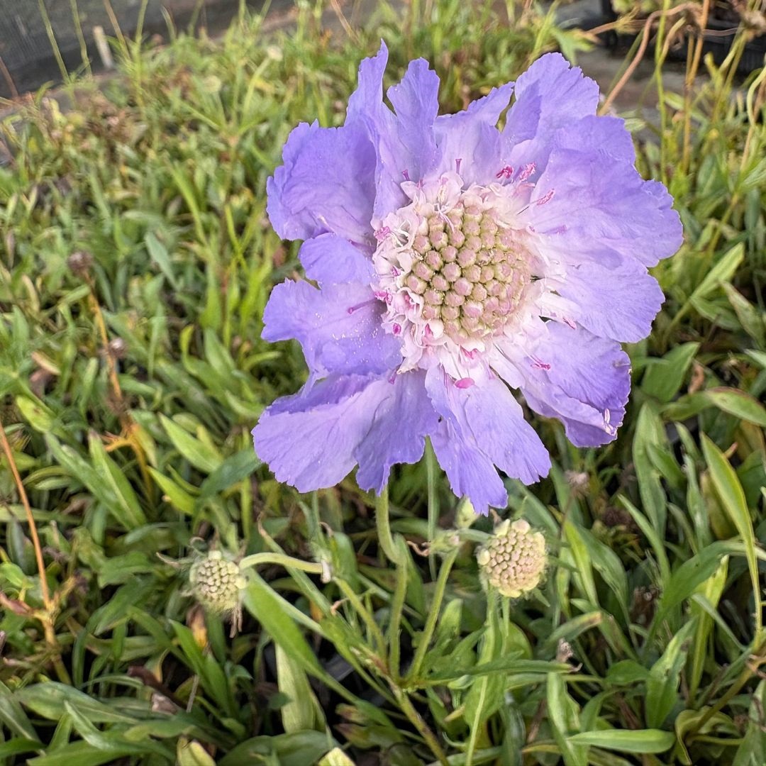 Scabiosa caucasica 'Perfecta' (Duifkruid)