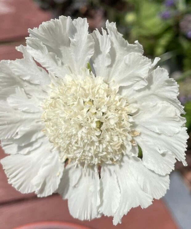 Scabiosa caucasica 'Perfecta Alba' (Duifkruid)