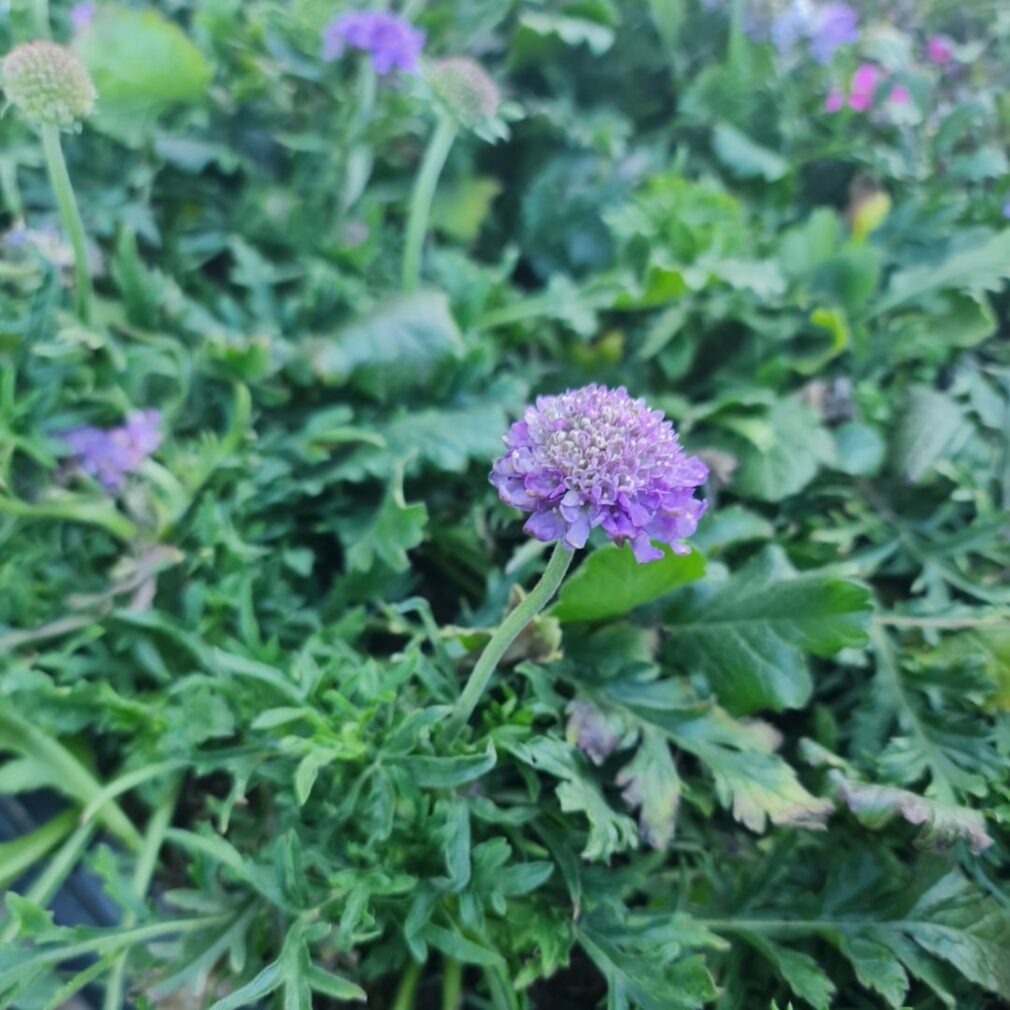 Scabiosa columbaria 'Butterfly Blue' (Duifkruid)