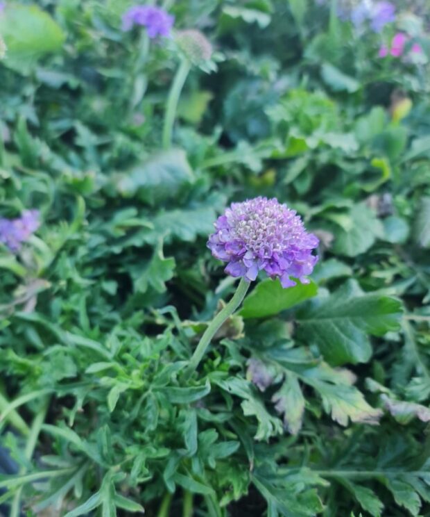 Scabiosa columbaria 'Butterfly Blue' (Duifkruid)