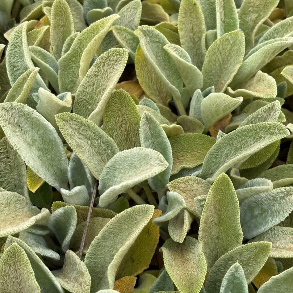 Stachys byzantina (Ezelsoor)