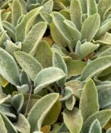 Stachys byzantina (Ezelsoor)