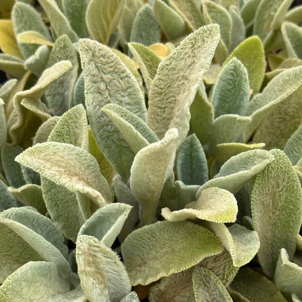 Stachys byzantina (Ezelsoor)