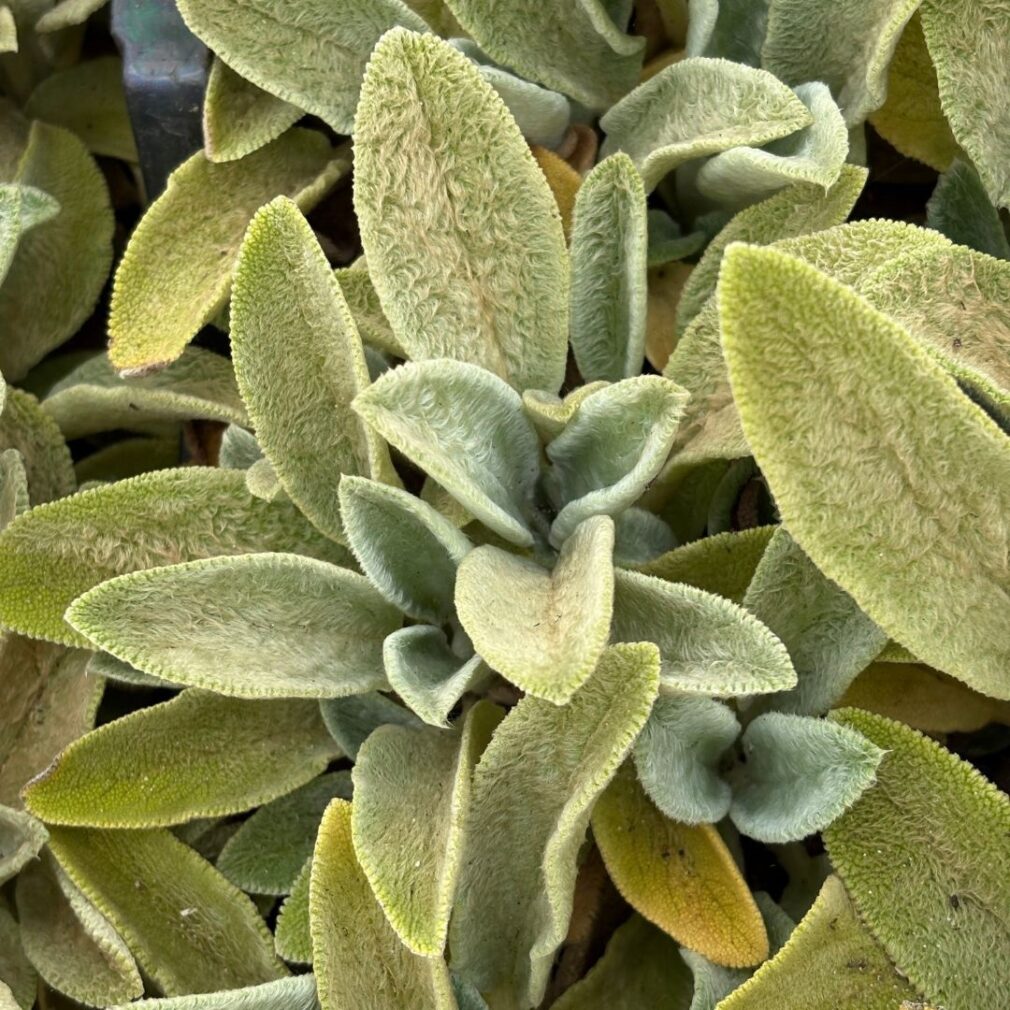 Stachys byzantina (Ezelsoor)
