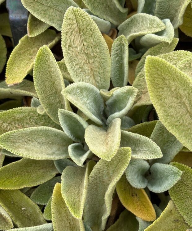 Stachys byzantina (Ezelsoor)