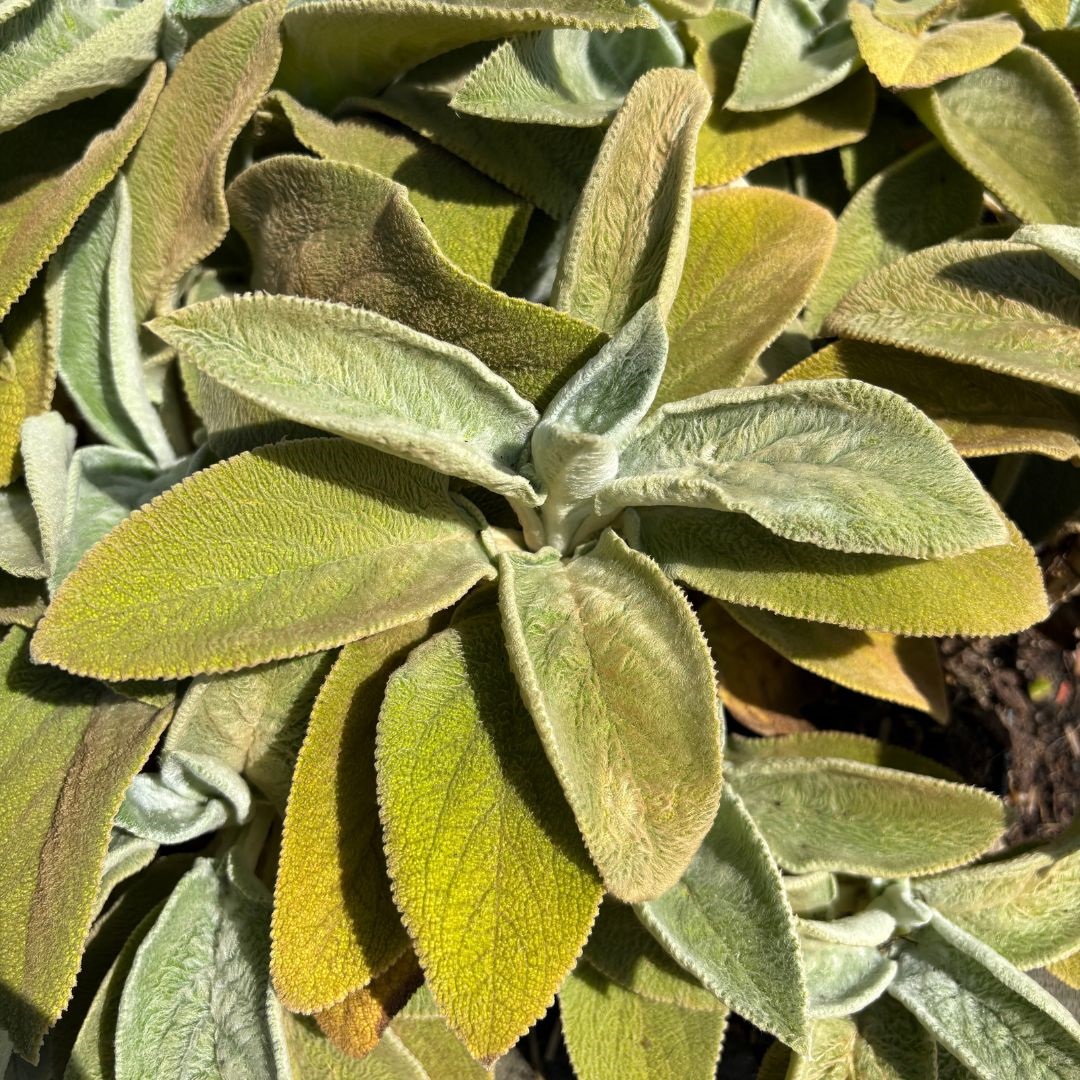 Stachys byzantina 'Big Ears' = 'Helene von Stein' (Ezelsoor)