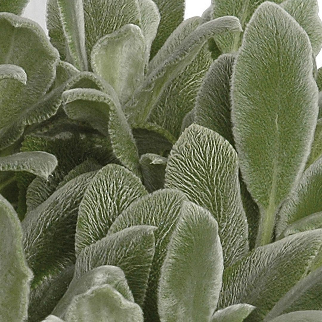 Stachys byzantina 'Silver Carpet' (Ezelsoor)