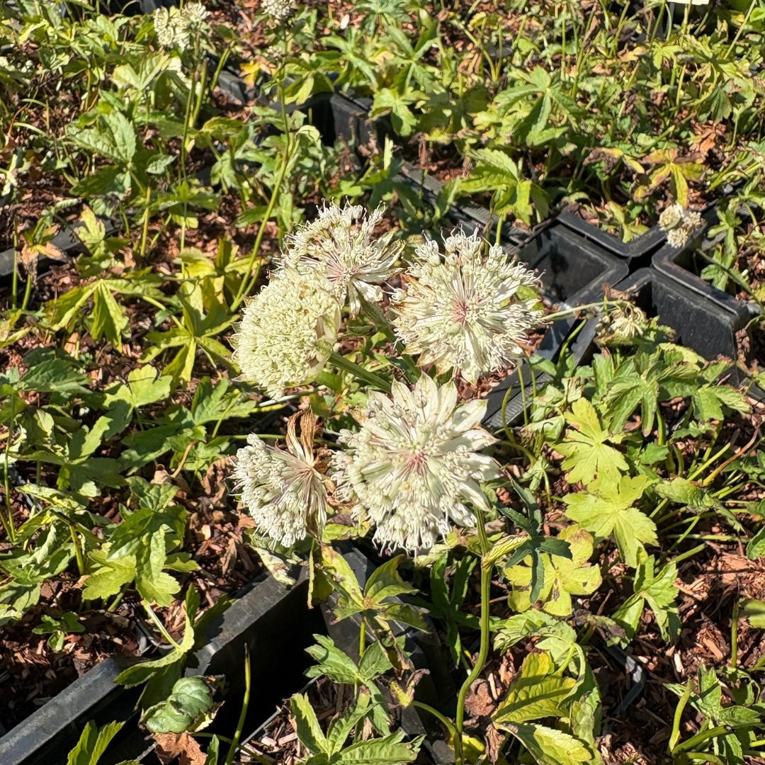 Astrantia major 'Shaggy' (Zeeuws Knoopje)