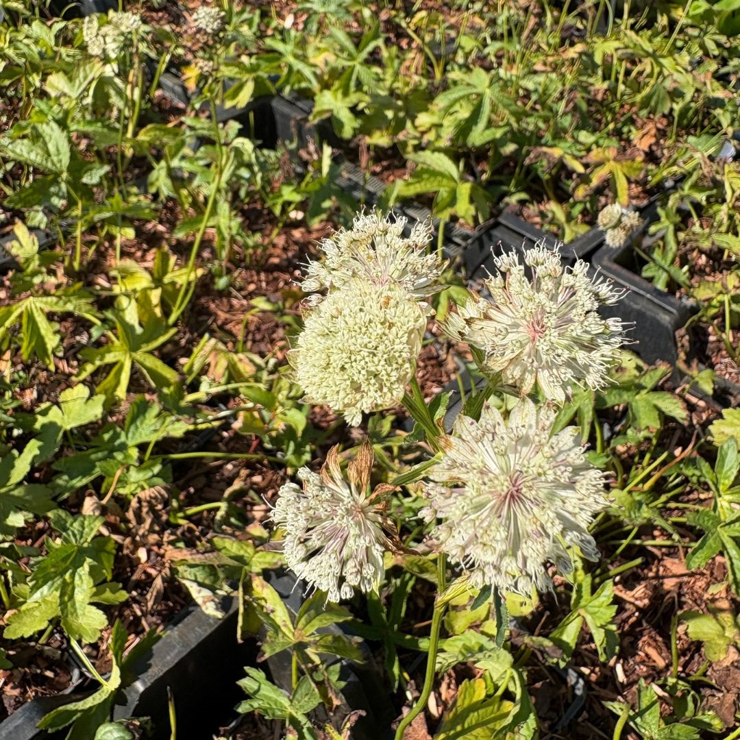 Astrantia major 'Shaggy' (Zeeuws Knoopje)