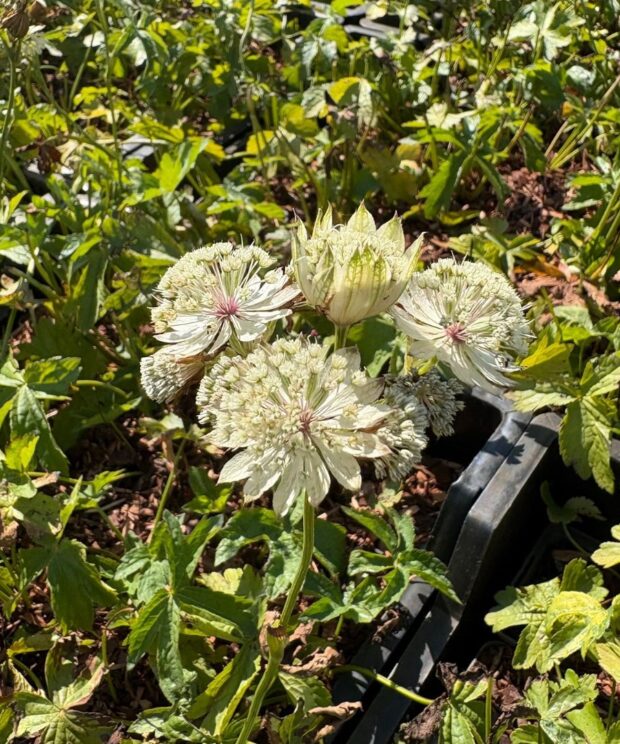 Astrantia major 'Shaggy' (Zeeuws Knoopje)