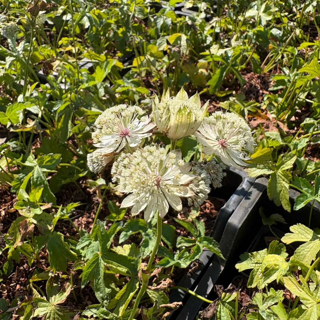 Astrantia major 'Shaggy' (Zeeuws Knoopje)