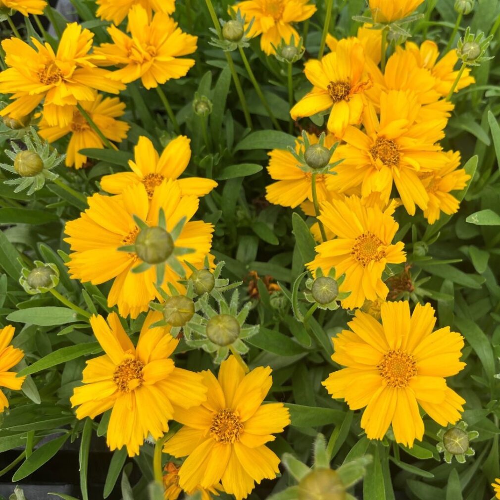 Coreopsis verticillata 'Zagreb' (Meisjesogen)