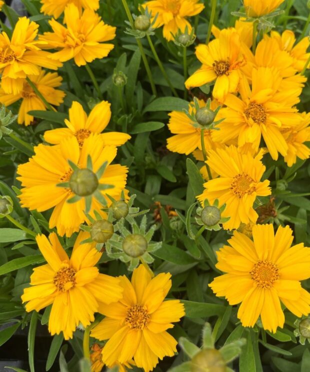 Coreopsis verticillata 'Zagreb' (Meisjesogen)