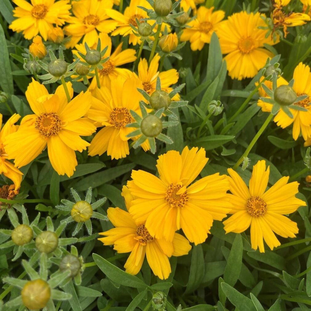 Coreopsis verticillata 'Zagreb' (Meisjesogen)