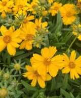 Coreopsis verticillata 'Zagreb' (Meisjesogen)