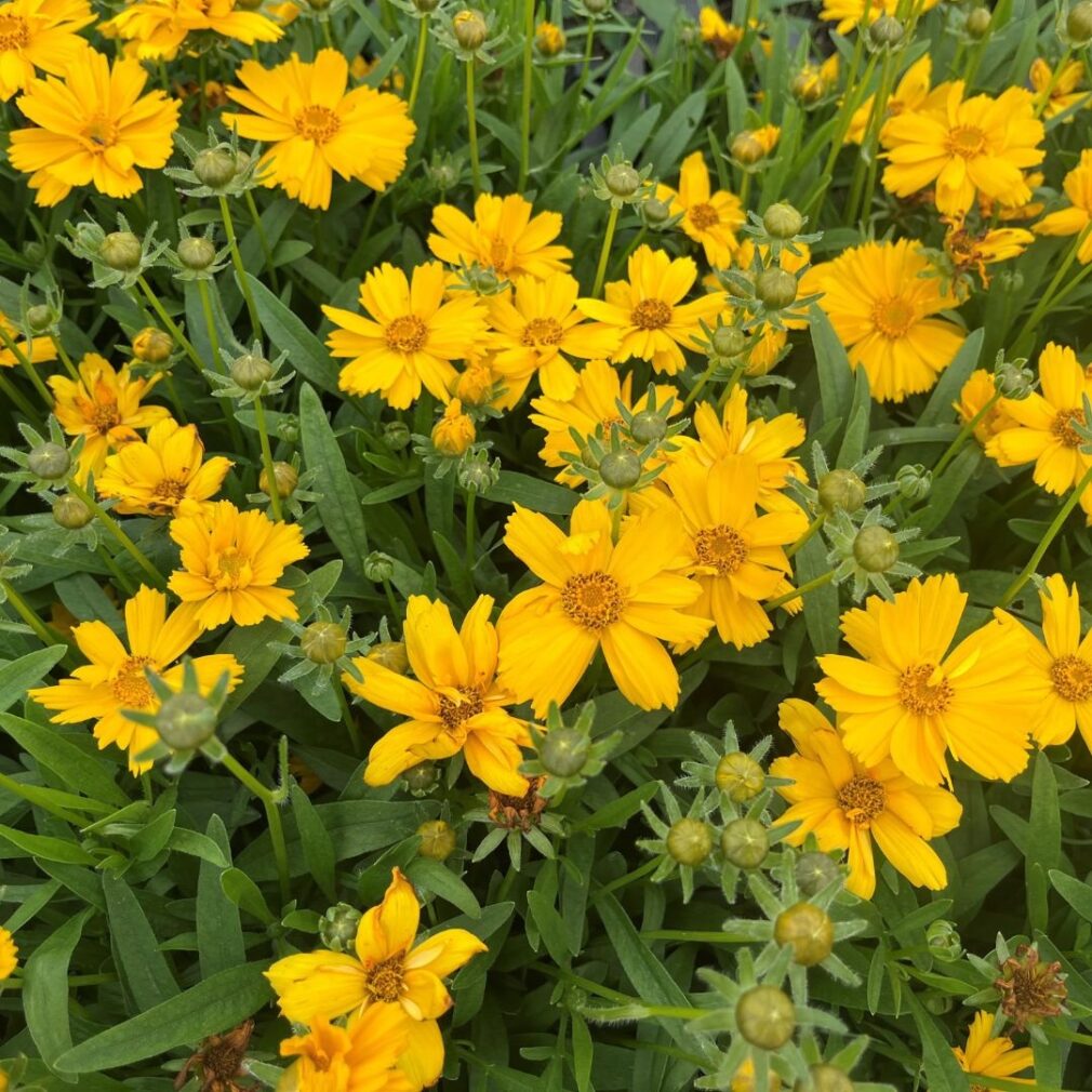 Coreopsis verticillata 'Zagreb' (Meisjesogen)