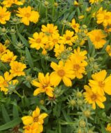 Coreopsis verticillata 'Zagreb' (Meisjesogen)