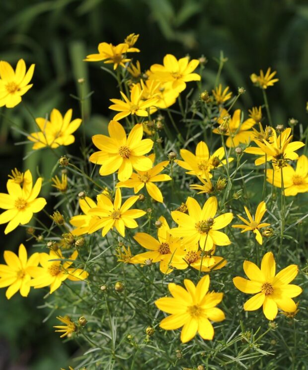 Coreopsis verticillata 'Zagreb' (Meisjesogen)