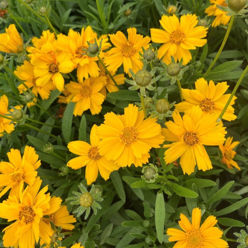 Coreopsis verticillata 'Zagreb' (Meisjesogen)