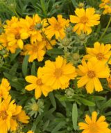 Coreopsis verticillata 'Zagreb' (Meisjesogen)