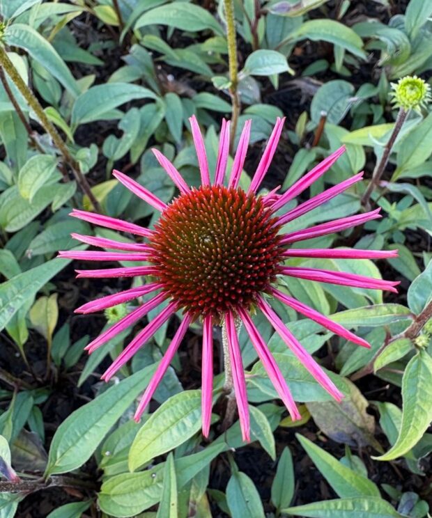 Echinacea purpurea 'Pica Bella' (Zonnehoed)