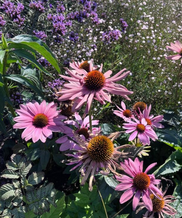 Echinacea purpurea 'Magnus' (Zonnehoed)