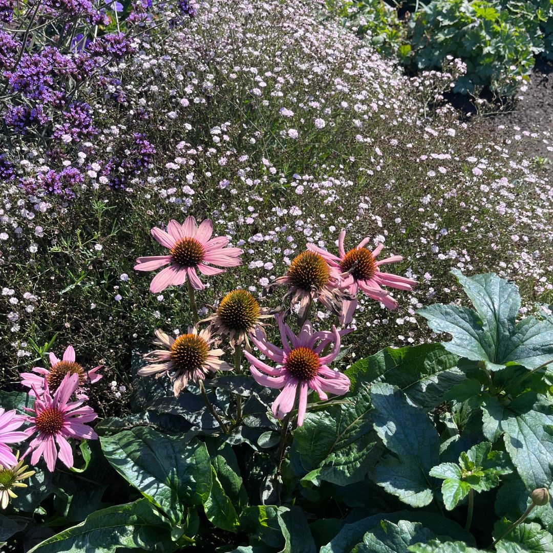 Echinacea purpurea 'Magnus' (Zonnehoed)