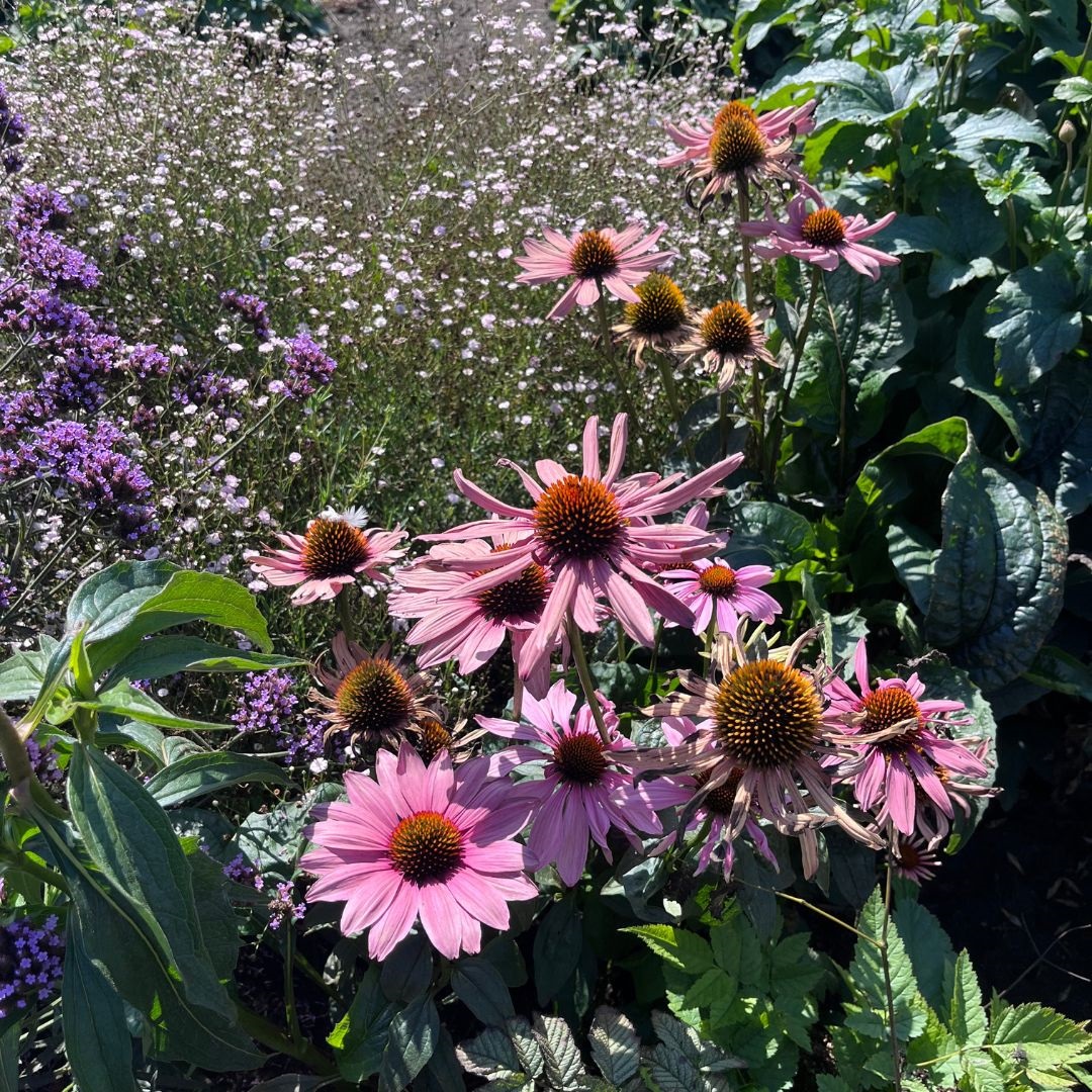 Echinacea purpurea 'Magnus' (Zonnehoed)
