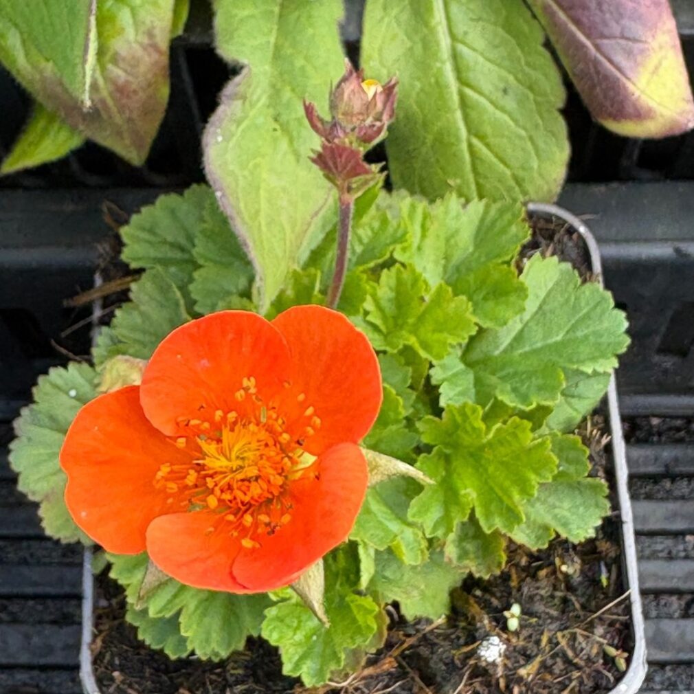 Geum coccineum 'Borisii' (Nagelkruid)