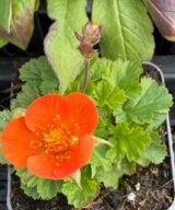 Geum coccineum 'Borisii' (Nagelkruid)