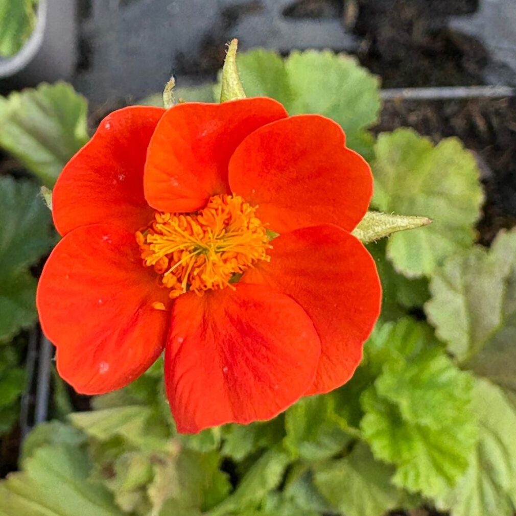 Geum coccineum 'Borisii' (Nagelkruid)