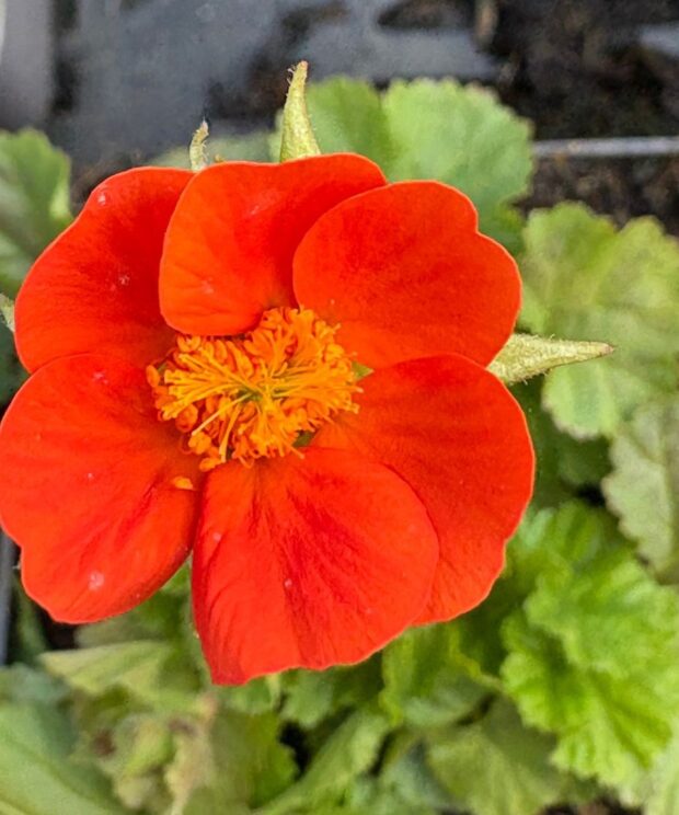 Geum coccineum 'Borisii' (Nagelkruid)