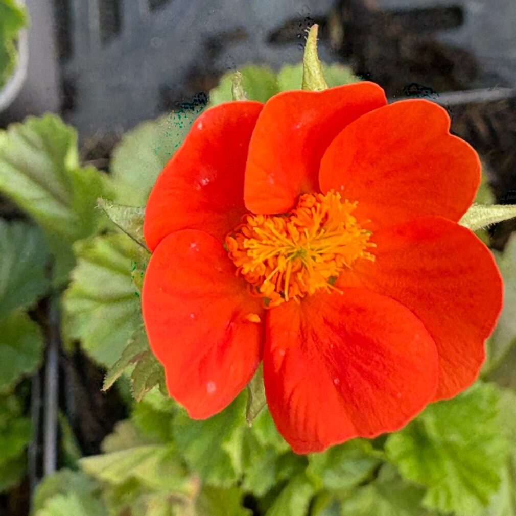 Geum coccineum 'Borisii' (Nagelkruid)