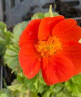 Geum coccineum 'Borisii' (Nagelkruid)