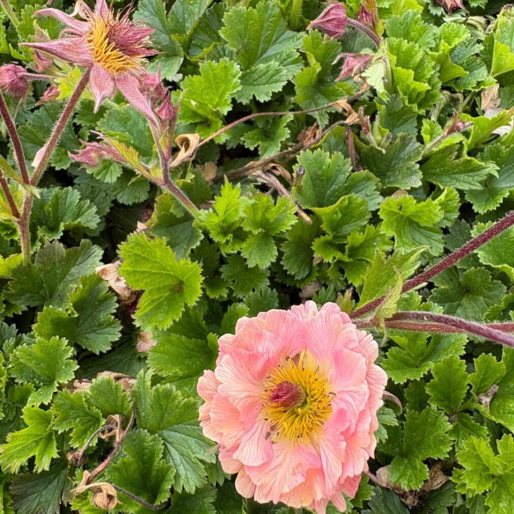 Geum 'Mai Tai' (Nagelkruid)