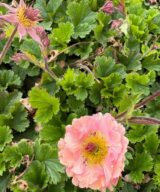 Geum 'Mai Tai' (Nagelkruid)