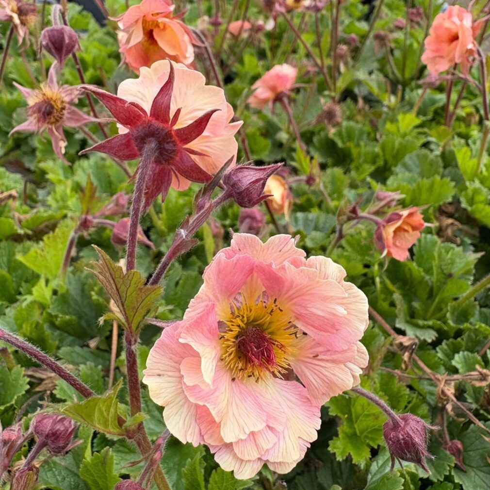 Geum 'Mai Tai' (Nagelkruid)