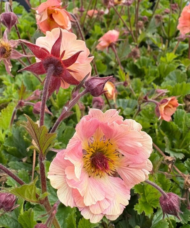 Geum 'Mai Tai' (Nagelkruid)